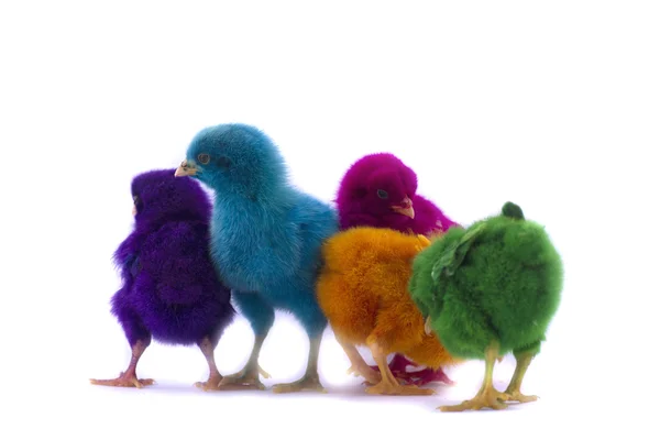 Colorful of Cute Chicks — Stock Photo, Image