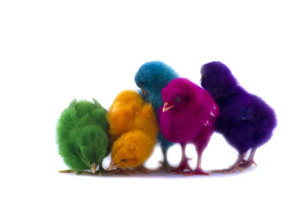 Kleurrijke van schattige kuikens — Stockfoto