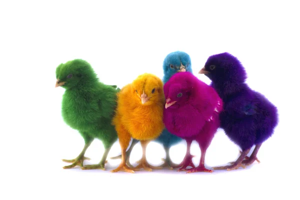 Färgglada av söta kycklingar — Stockfoto