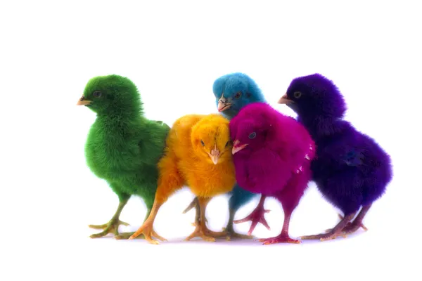 Colorful of Cute Chicks — Stock Photo, Image