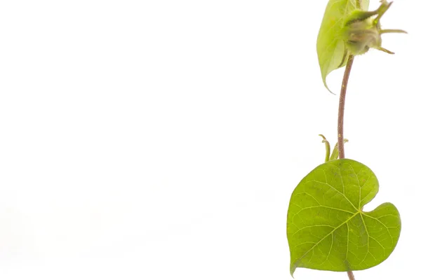 Hoja verde en forma de corazón — Foto de Stock