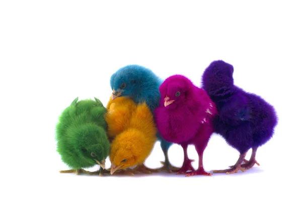 Colorato di carino pulcini — Foto Stock