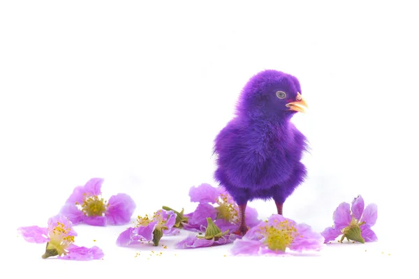 Colourful of Cute Chicks — Stock Photo, Image