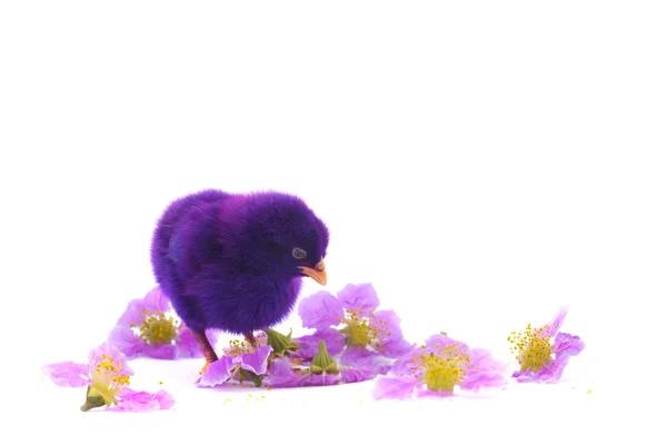 Colourful of Cute Chicks — Stock Photo, Image