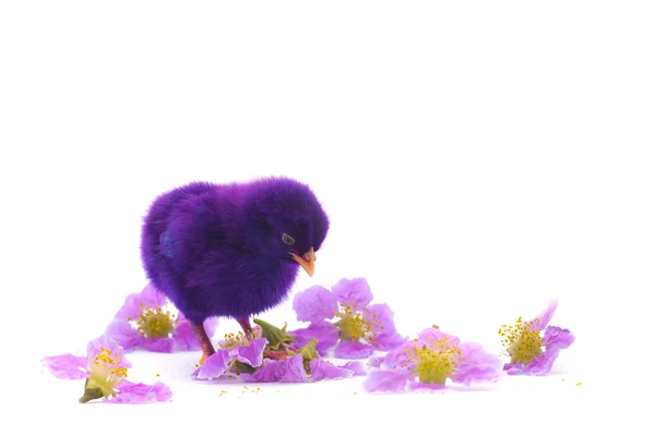 Colourful of Cute Chicks — Stock Photo, Image