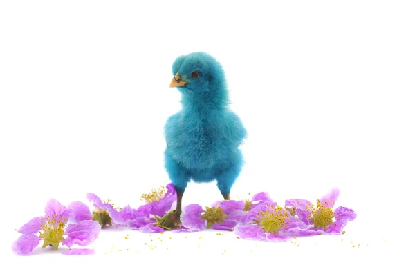 귀여운 병아리의 다채로운 — 스톡 사진