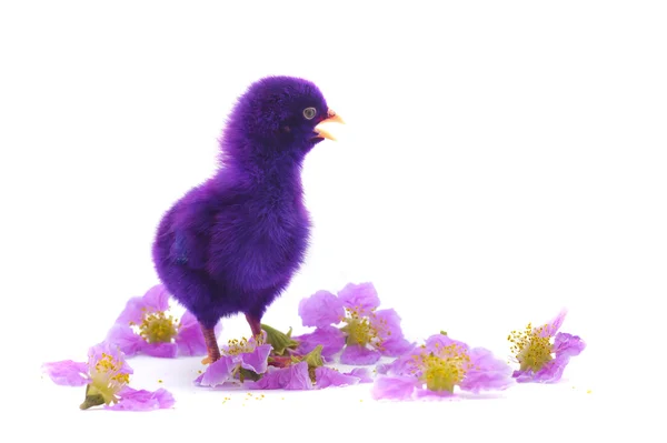 色彩缤纷的可爱小鸡 — 图库照片