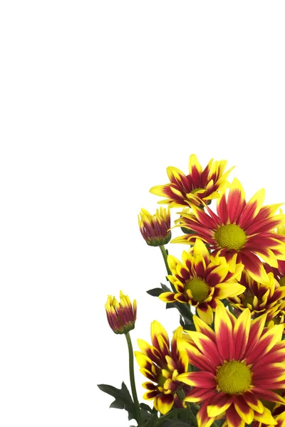 白地に孤立した菊の花 — ストック写真
