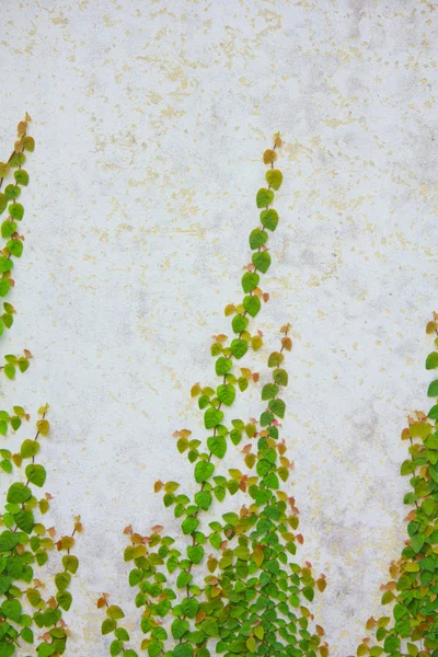Vine growing on a brick wall — Stock Photo, Image