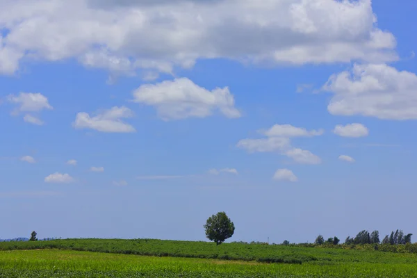 Hermoso cielo nuboso sobre verde de mandioca o campo de mandioca — Foto de Stock