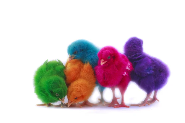 多彩的可爱小鸡 — 图库照片
