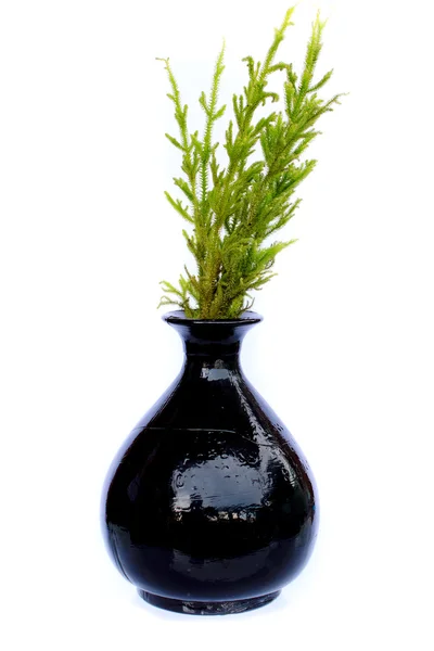 花瓶与幸运的植物 — 图库照片