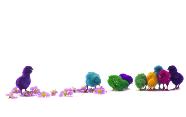 Colourful chicks on white background — Stock Photo, Image