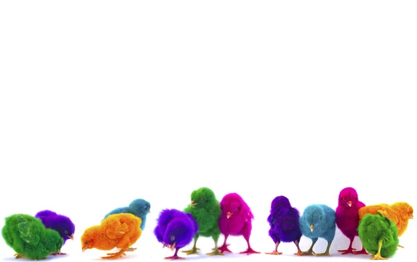 Colourful chicks on white background — Stock Photo, Image