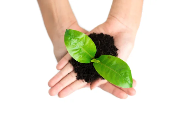 Young plant in hand — Stock Photo, Image