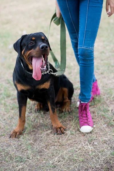 Hämta! — Stockfoto