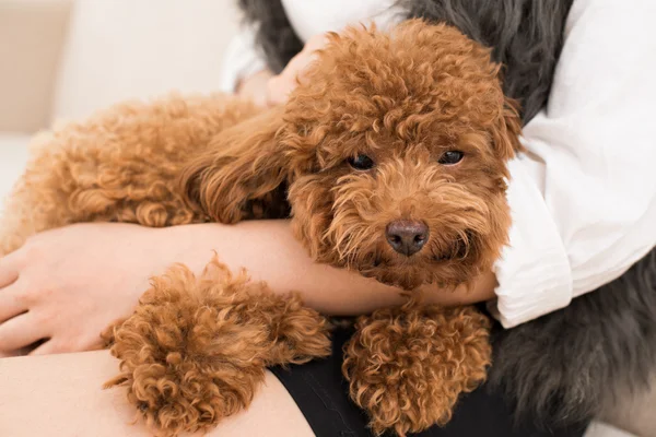 Pisolino cucciolo — Foto Stock