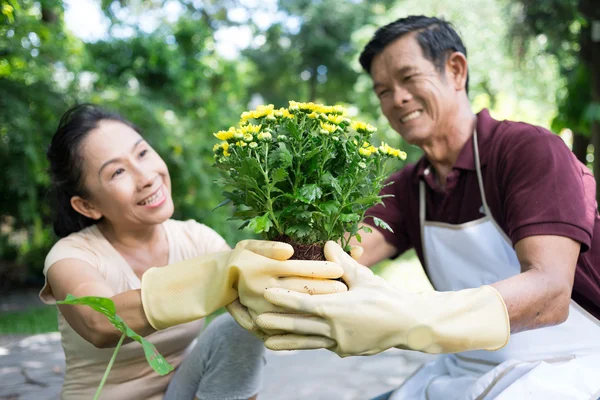 Giardinaggio allegro — Foto Stock