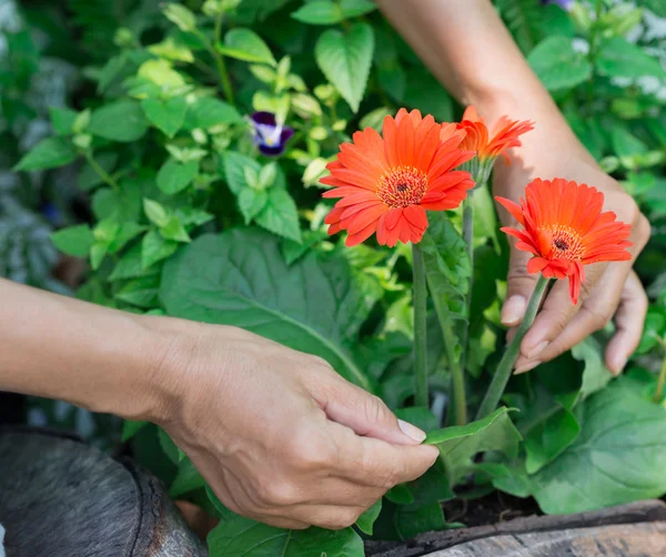 Försiktig plantering — Stockfoto