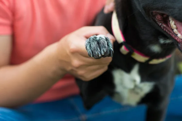 Dogs paw — Stock Photo, Image