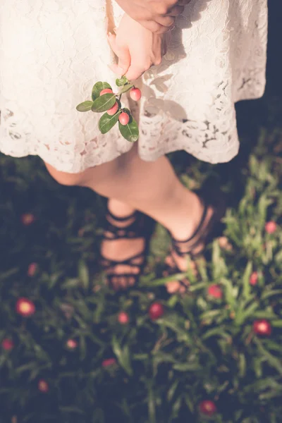 Branch of berries — Stock Photo, Image