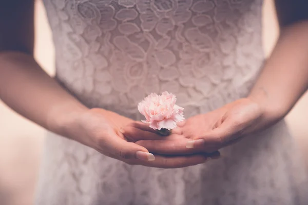 Fiore di garofano — Foto Stock