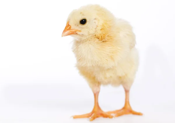 Chick. — Foto de Stock