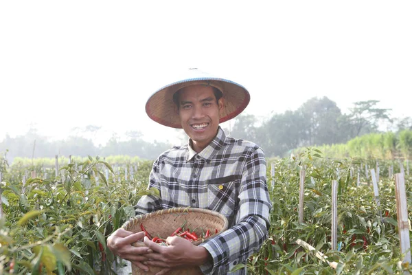 Asijský Farmář Drží Zahradě Košík Čerstvě Nakrájených Chilli Papriček Šťastný — Stock fotografie