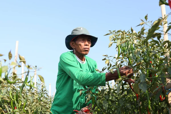 Velho Agricultor Escolhendo Pimentões Vermelhos Jardim Com Céu Azul Fundo — Fotografia de Stock