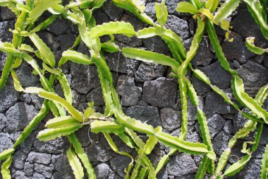 Yeşil kaktüs, siyah lav arka plan.