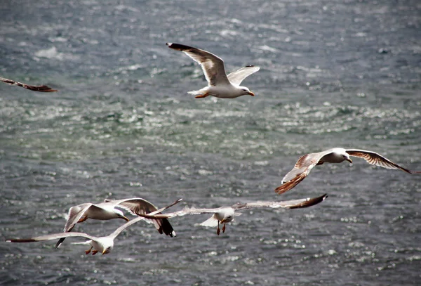 Sea Meeuwen — Stockfoto