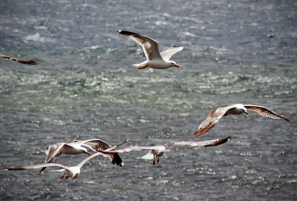 Gaviotas marinas — Foto de Stock