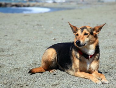 Sahilde döşeme köpek os