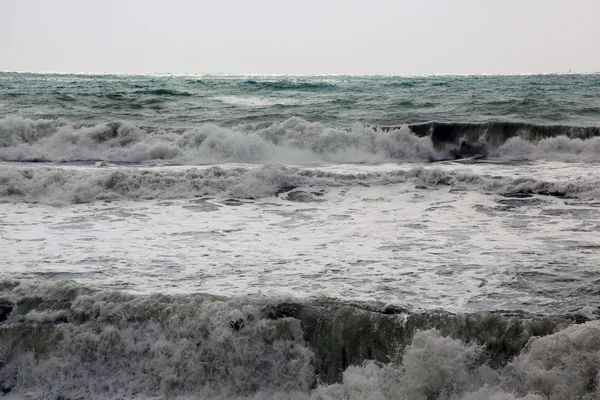 Goélands marins — Photo