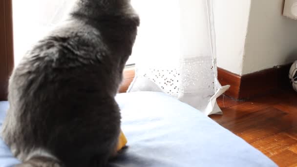 Кіт спостерігає за рухами — стокове відео