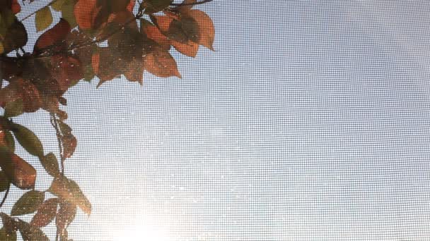 Vue sur le balcon, effet soleil d'automne 