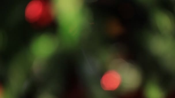 Efectos de luces de colores, fondo del árbol de Navidad — Vídeo de stock