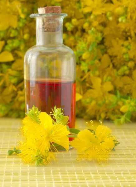 St john''s wort — Stock Photo, Image