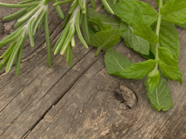 Mint and rosemary — Stock Photo, Image