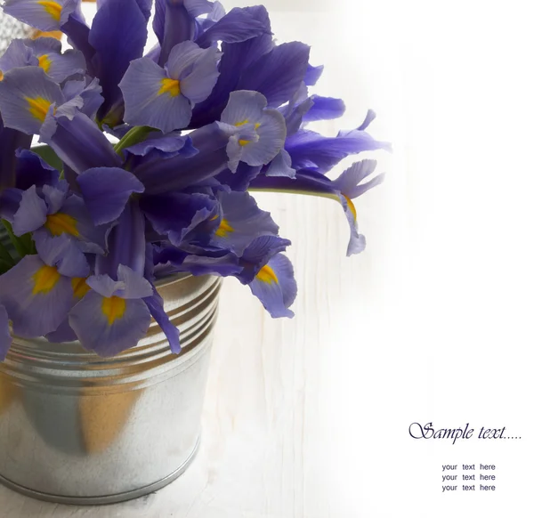 Paarse lentebloemen — Stockfoto