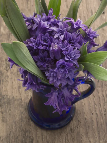 Purple spring flowers — Stock Photo, Image
