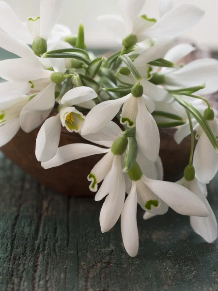 White snowdrops — Stock Photo, Image