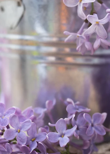 Lilac — Stock Photo, Image