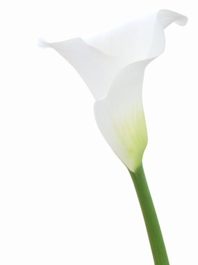 izole beyaz calla çiçek