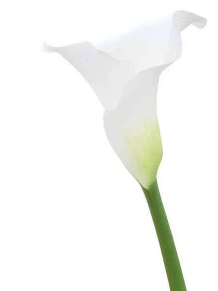 Calla λευκό λουλούδι απομονωθεί — Φωτογραφία Αρχείου