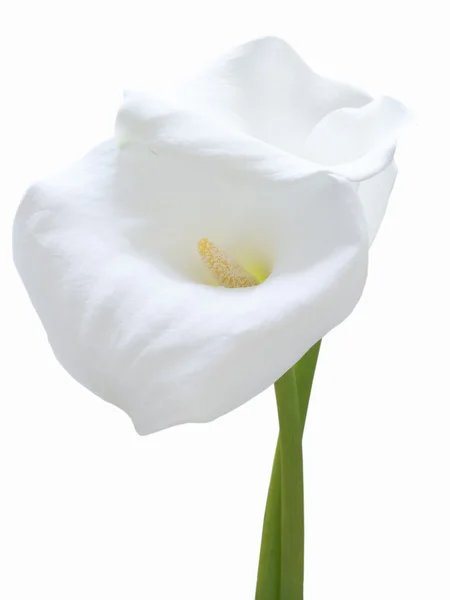 Calla λευκό λουλούδι απομονωθεί — Φωτογραφία Αρχείου