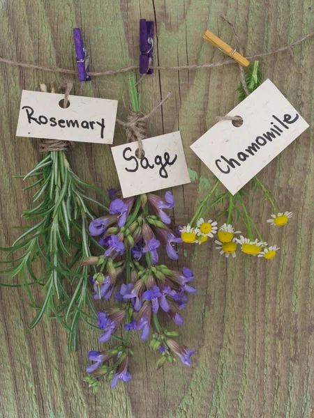 Chamomile, sage and rosemary — Stock Photo, Image
