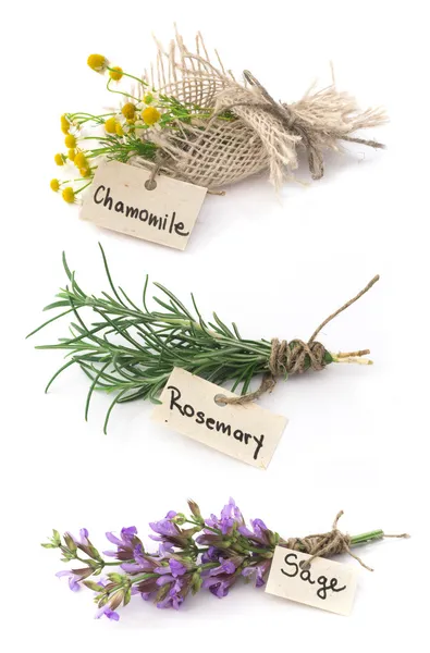 Sage, rosemary and chamomile herbs — Stock Photo, Image