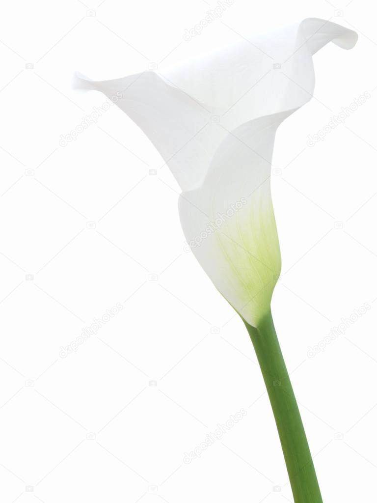 White calla flower isolated