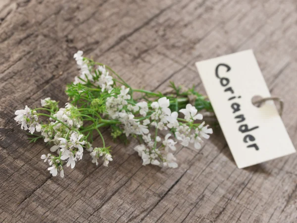 Flor de cilantro —  Fotos de Stock